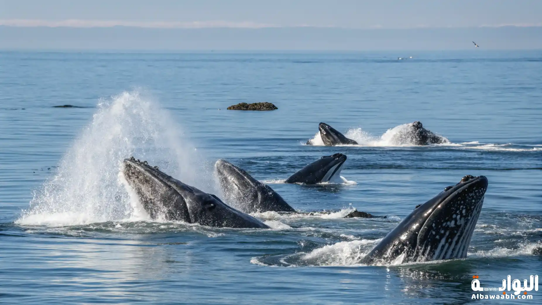 تواصل الحيتان