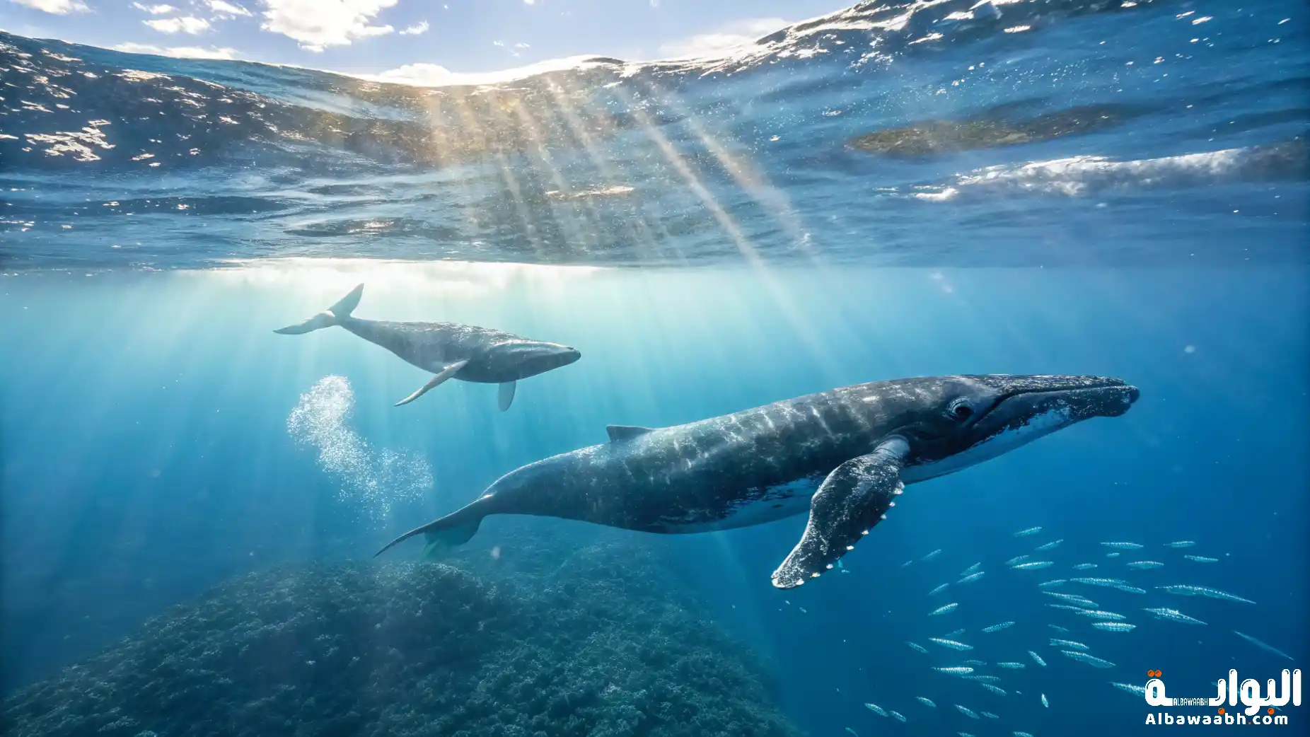 كيفية تواصل الحيتان فيما بينها