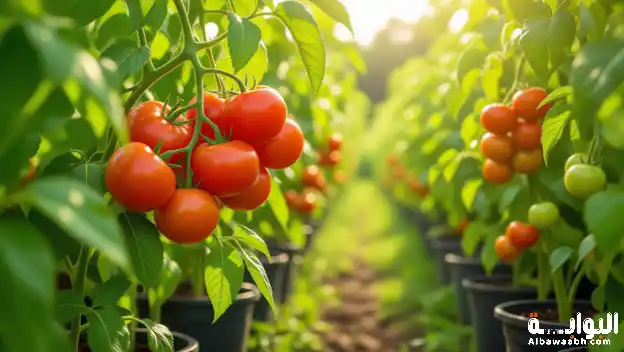 كيفية زراعة الطماطم في حديقة المنزل