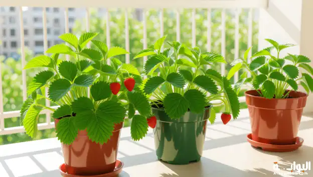 كيفية زراعة الفراولة في المنزل