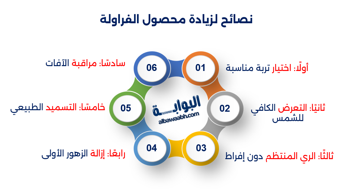 زراعة الفراولة في المنزل