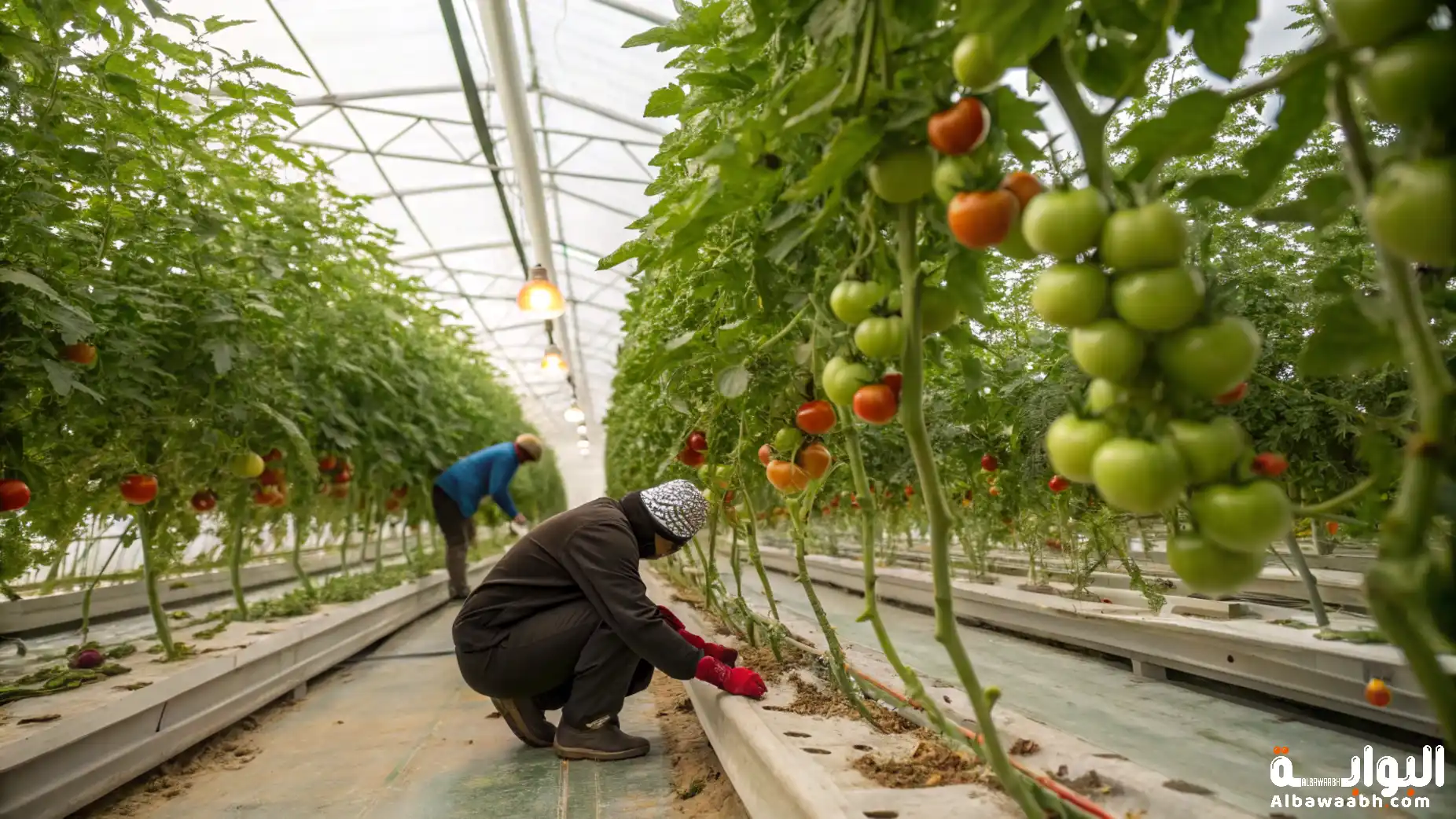 زراعة الطماطم في حديقة المنزل