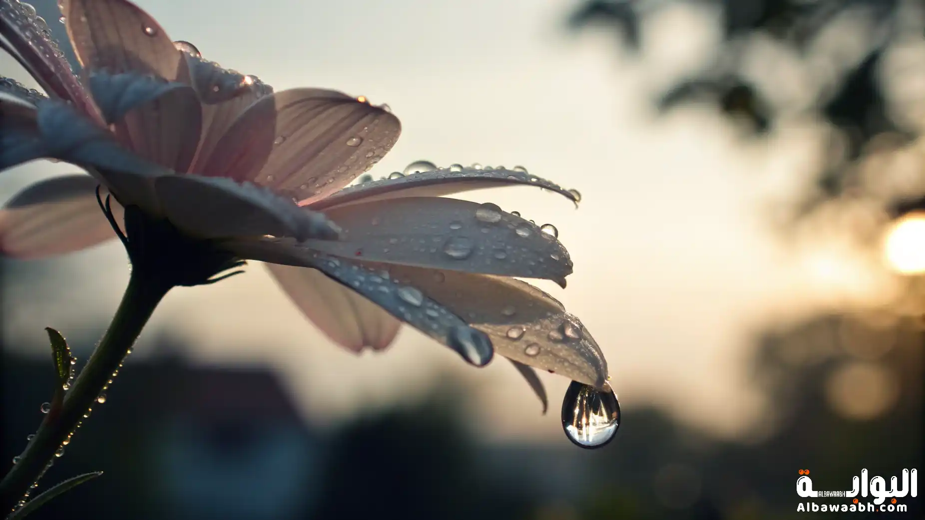 خواطر عن الدموع