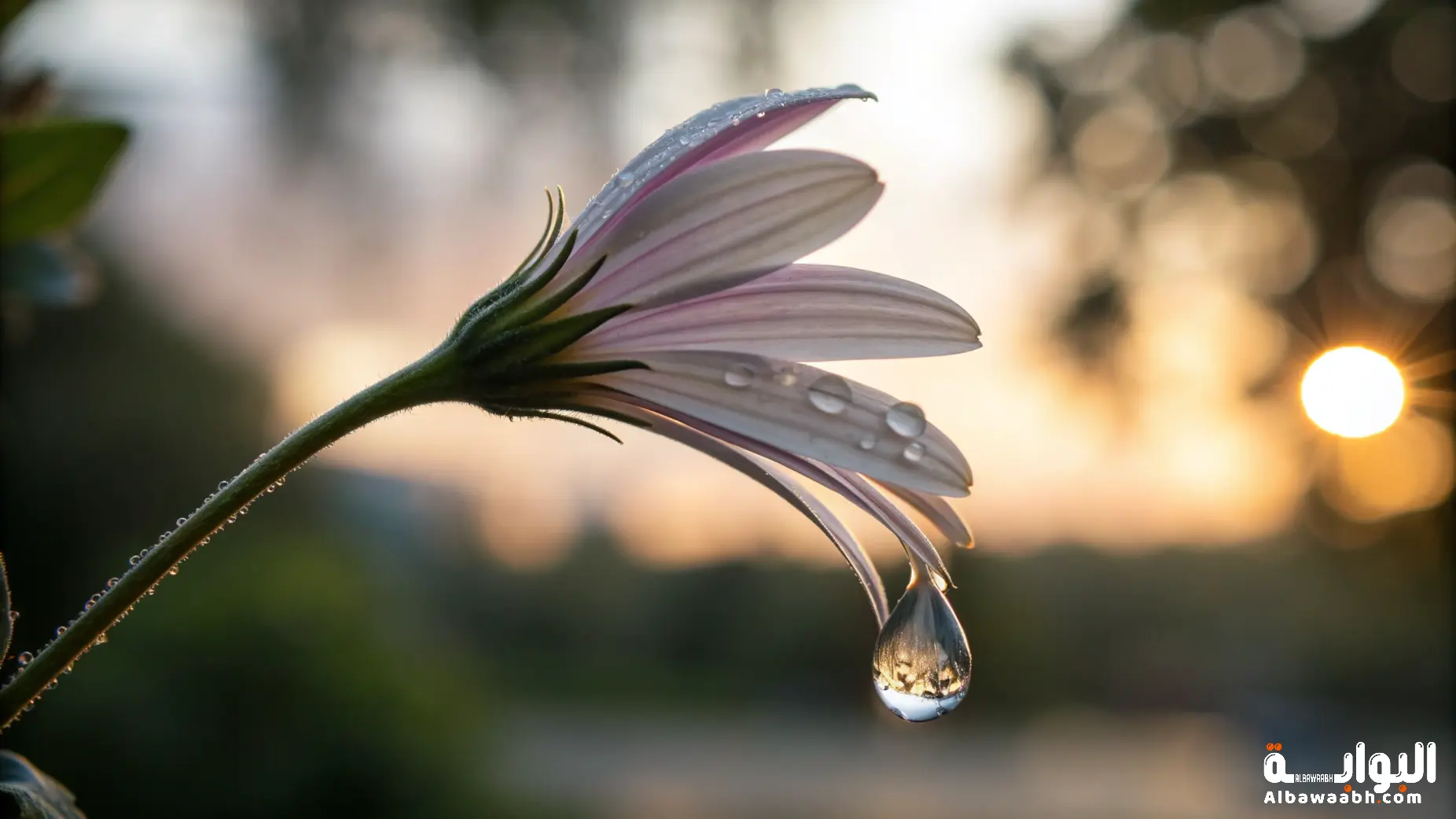 خواطر عن الدموع