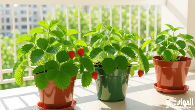 كيفية زراعة الفراولة في المنزل