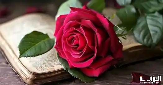 خواطر عن الورد